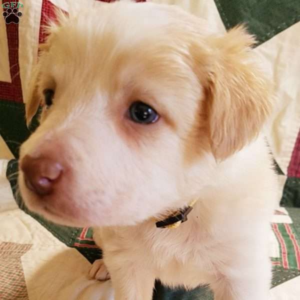 Poppy, Border Collie Puppy